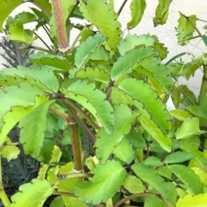 1 Pot Kalanchoe Pinnata Live Plant for Planting, 3-6 Inch Tall, Succulent Live Plant, Mother of Thousands to Grow