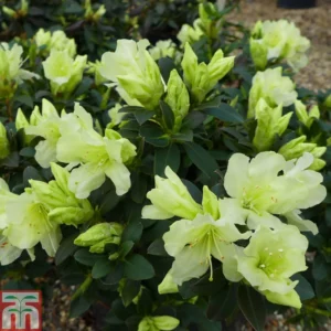 Rhododendron Plant White Flowers, Dwarf, Gallon Pot, 1-3 Year Old