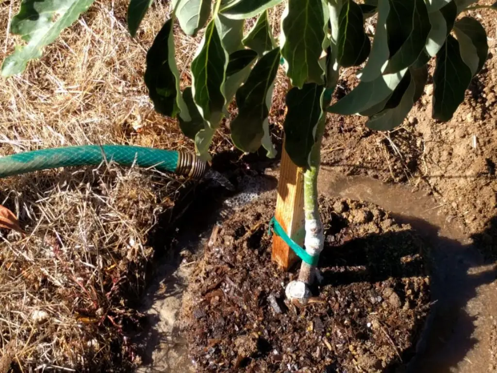 watering Avocado seedlings