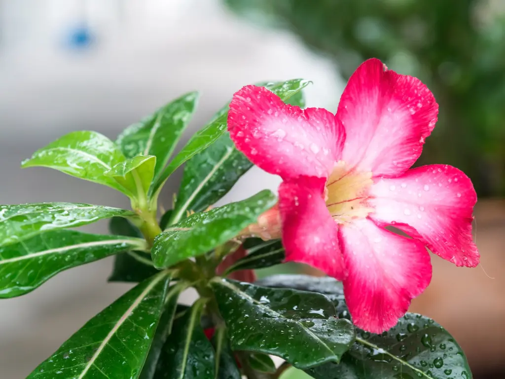 Pink Desert Rose flower covered in water droplets after being gently watered, with lush green leaves in the background.