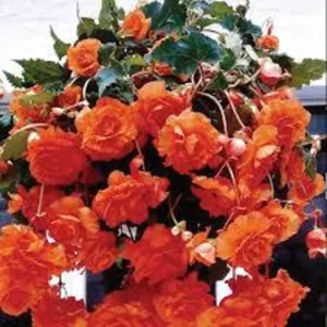 3 Trailing Begonias Orange Bareroot for Hanging Baskets