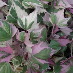 1 Pot - 2 Pink Frost Potato Vine Live Plants for Planting, 3-6 Inchs Tall, Colorful and Fast Growing Plant