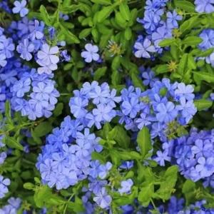 Set 1 Pot - 2 Plumbago Live Plants for Planting, 3-6 Inch Tall, Perfect for Bright Garden, Hardy & Low Maintenance