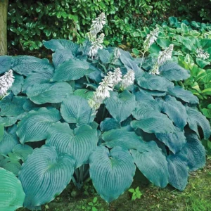 Blue Angel Hosta Bareroot Perennial Shade Plant