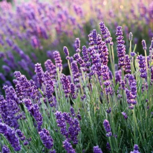 Lavender Plant - 4 Inch Potted Lavender - Fragrant Blooms