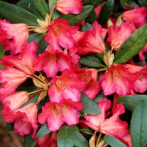 Rhododendron Plant - Pink Flowers, Gallon Pot, 1-3 Year Old Azalea