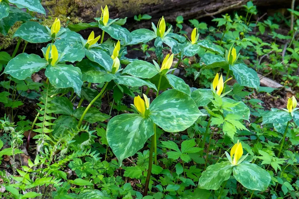 yellow trillium plants
