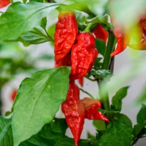 1 Pot - 2 Red Jolokia Ghost Pepper Live Plants for Planting, 3-6 Inch Tall, One of The Hottest Peppers in The World