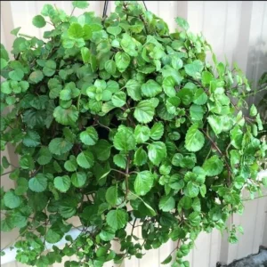 1 Pot with 2 Green Swedish Ivy Plant Plants Live for Planting, 3-6 Inch Tall, Plectranthus Swedish Ivy Herb Live Starter Plants, Swedish Ivy Mint Plant Hanging Basket Houseplant