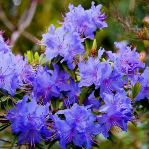 Rhododendron Plant Blue-Purple Flowers, 1-3 Year Old, Gallon Pot Size