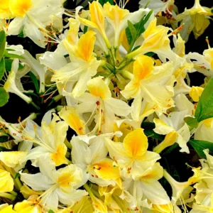 Yellow Rhododendron Plant - 1-3 Year Old Azalea in Gallon Pot - Showy Flowers