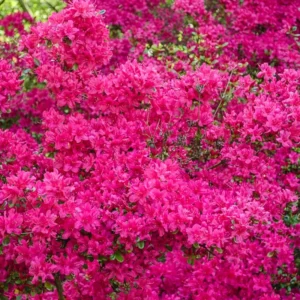 Pink Rhododendron Plant - Dwarf Azalea - 1 Gallon Pot - Showy Blooms