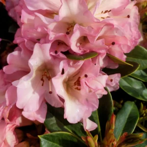 Rhododendron Plant Pink-Yellow Flowers, 1-3 Year Old, Gallon Pot