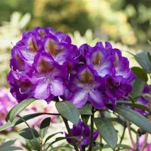 Purple Rhododendron Plant Gallon Pot - Flowering Rhododendrons Azaleas Plant
