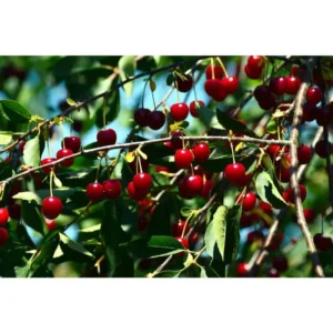 Montmorency Pie Cherry Tree Bare Root Live Plant - Fruit Tree - 2 Years Old 3-4 Feet Tall