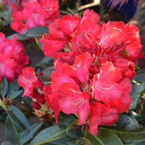Halfdan Lem Rhododendron Plant - 1 Gallon Pot - Rich Red Flowers - 1-3 Year Old