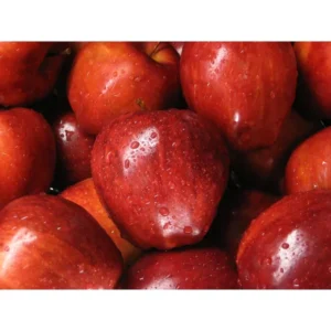 Dwarf Red Delicious Apple Tree Bare Root 2 Year Old Fruit Tree Plant 3-4 Feet