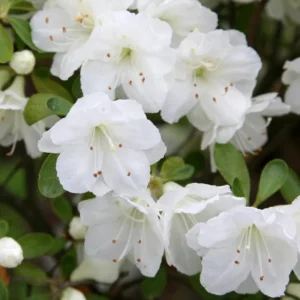 Gumpo White Rhododendron Plant - Gallon Pot - White Flowers - Dwarf Azalea