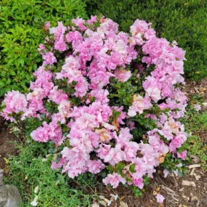 Pink Rhododendron Plant - Dwarf Azalea 1-3 Year Old Gallon Pot