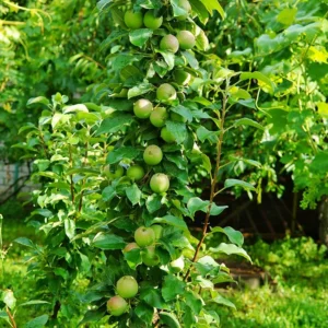 Golden Sentinel Limbless Apple Tree - 2 Year Old Fruit Tree Plant - Columnar Apple