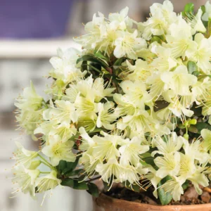Princess Anne Rhododendron Plant - Yellowish Flowers - Gallon Pot - Dwarf Variety
