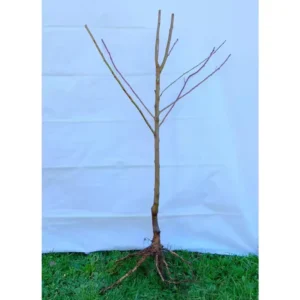 Dwarf Bartlett Pear Tree Bare Root Live Plant - 2 Year Old Fruit Tree 3-4 Feet Tall