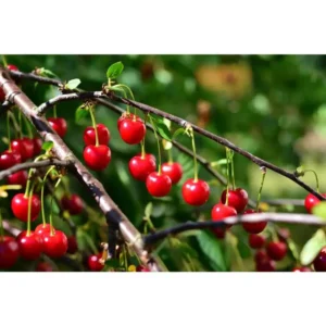 Montmorency Pie Cherry Tree Bare Root Live Plant - Fruit Tree - 2 Years Old 3-4 Feet Tall