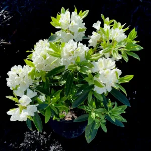 Rhododendron Plant - White-Yellow Flowers, Gallon Pot, 1-3 Year Old Azalea