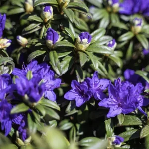 Blue Baron Rhododendron Plant - 1 Gallon Pot - Blue-Violet Flowers - Compact Shrub