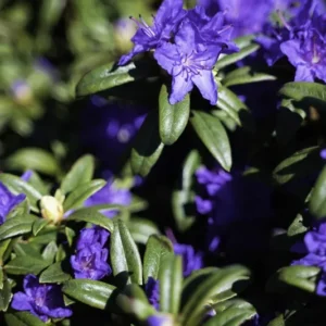 Blue Baron Rhododendron Plant - 1 Gallon Pot - Blue-Violet Flowers - Compact Shrub