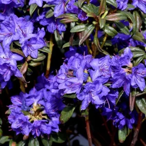 Blue Baron Rhododendron Plant - 1 Gallon Pot - Blue-Violet Flowers - Compact Shrub