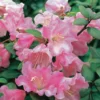 Bow Bells Rhododendron Plant - Dark Pink Flowers, 1 Gallon Pot, 1-3 Year Old Azalea