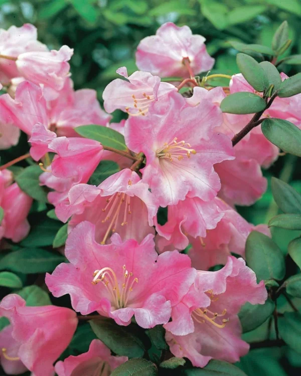 Bow Bells Rhododendron Plant - Dark Pink Flowers, 1 Gallon Pot, 1-3 Year Old Azalea