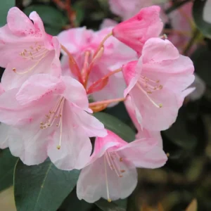 Bow Bells Rhododendron Plant - Dark Pink Flowers, 1 Gallon Pot, 1-3 Year Old Azalea