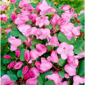 Bow Bells Rhododendron Plant - Dark Pink Flowers, 1 Gallon Pot, 1-3 Year Old Azalea
