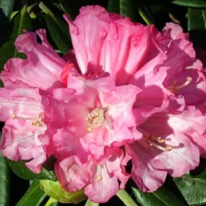 Pink Rhododendron Plant - Dwarf Flowering Shrub - 1 Gallon Pot