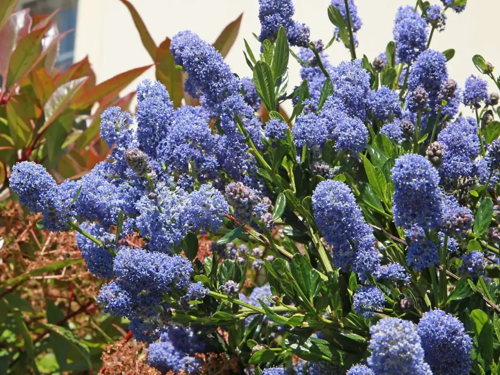 California Lilac flowers