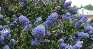 California Lilacs -feature image