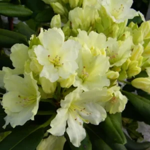 Capistrano Rhododendron Plant - Light Yellow Flowers - 1 Gallon Pot - Azalea Rhododendron Plant