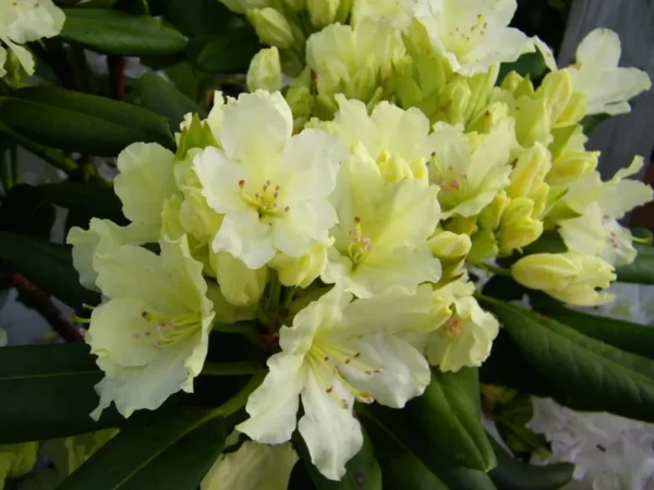 Capistrano Rhododendron Plant - Light Yellow Flowers - 1 Gallon Pot - Azalea Rhododendron Plant