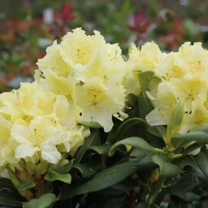 Capistrano Rhododendron Plant - Light Yellow Flowers - 1 Gallon Pot - Azalea Rhododendron Plant