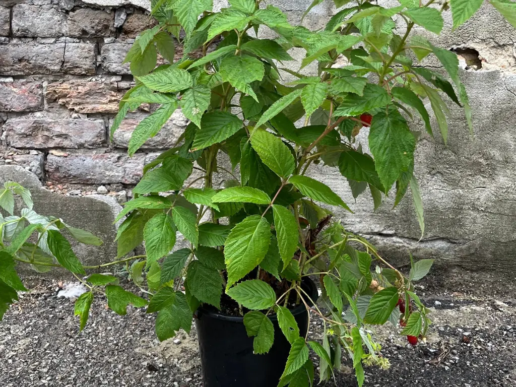 planting Caroline Raspberry plants