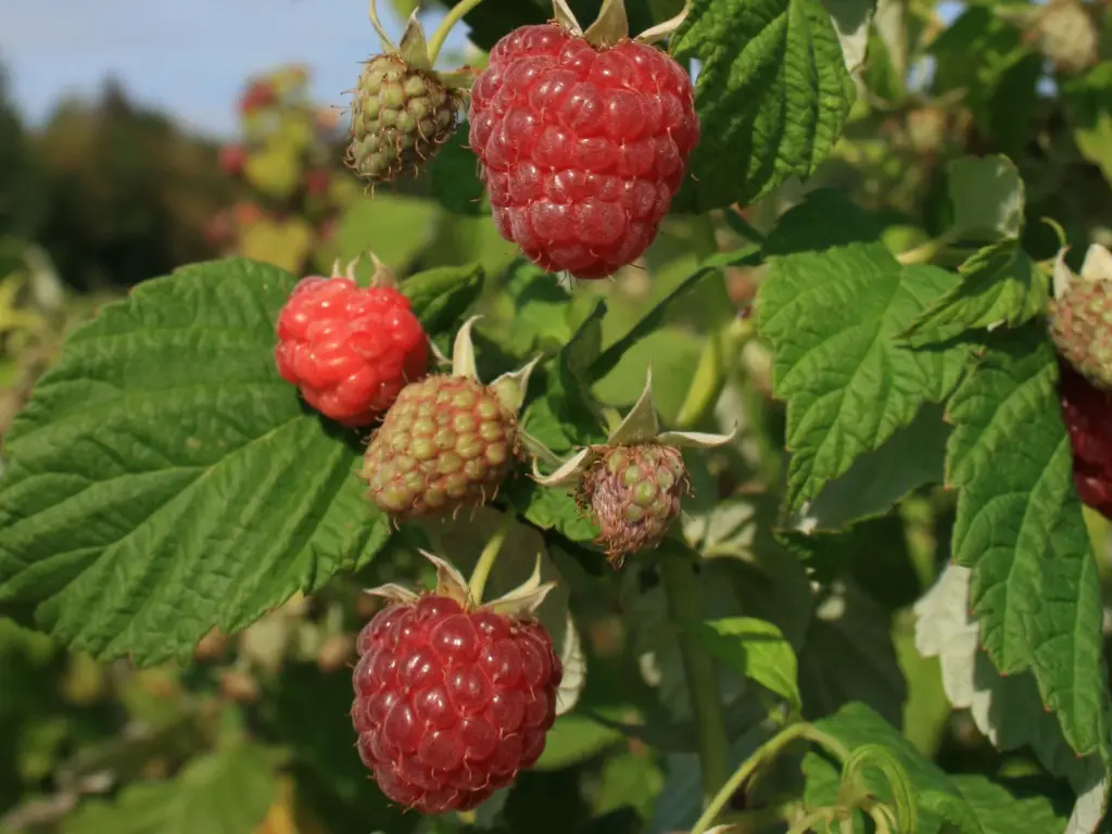 Caroline raspberry