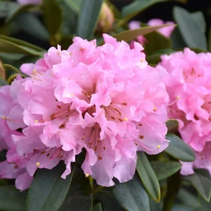Cheer Rhododendron Plant - Pink Flowers, Gallon Pot, 1-3 Year Old Rhododendron Azalea