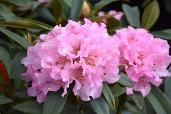 Cheer Rhododendron Plant - Pink Flowers, Gallon Pot, 1-3 Year Old Rhododendron Azalea