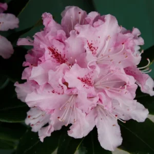 Cheer Rhododendron Plant - Pink Flowers, Gallon Pot, 1-3 Year Old Rhododendron Azalea