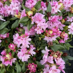 Cheer Rhododendron Plant - Pink Flowers, Gallon Pot, 1-3 Year Old Rhododendron Azalea