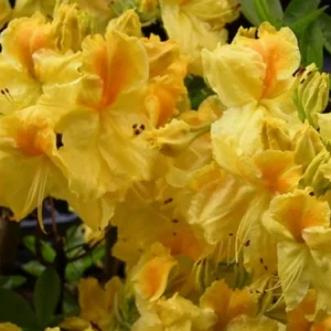 Chetco Rhododendron Plant - Yellow Flowers, Gallon Pot, Azalea