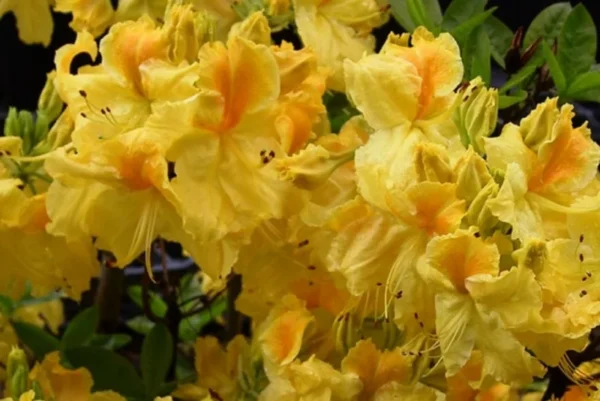Chetco Rhododendron Plant - Yellow Flowers, Gallon Pot, Azalea
