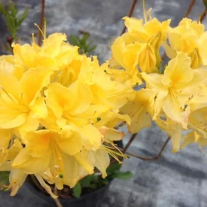 Chetco Rhododendron Plant - Yellow Flowers, Gallon Pot, Azalea